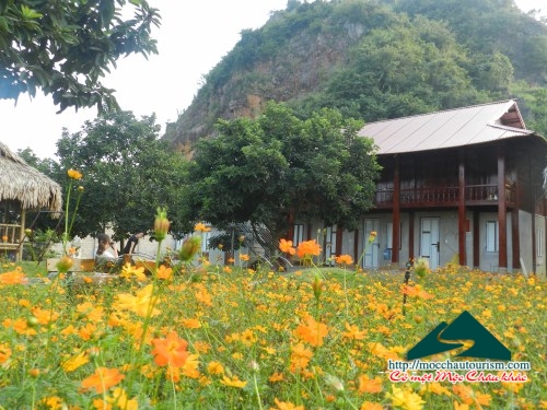   5 nhà sàn đẹp tại  thị trấn Nông trường Mộc Châu nhiều cây cối