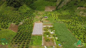 THÊNH THANG FARM - nơi trải nghiệm rau hữu cơ hoàn toàn miễn phí