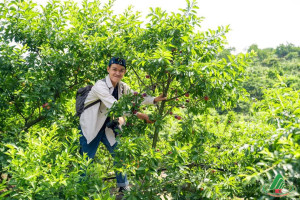 PLUM FARM – GIẤC MƠ ƯƠM GIỮA NAKA:  điểm du lịch vườn mận an toàn