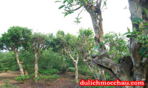 Những cây chè trăm tuổi ở Mộc Châu (Chè cổ thụ tại TK Chờ Lồng)