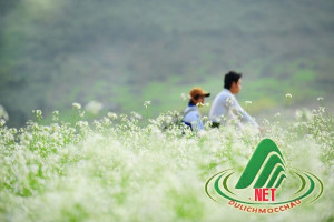 Hoa cỏ nở trắng cao nguyên Mộc Châu, Sơn La