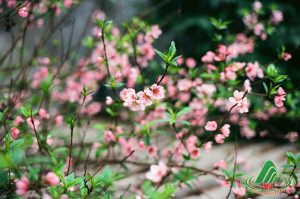 Đẹp ngỡ ngàng những mùa hoa ở Mộc Châu