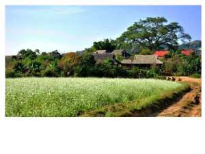 Nét đẹp nhà sàn người Thái ở Mộc Châu