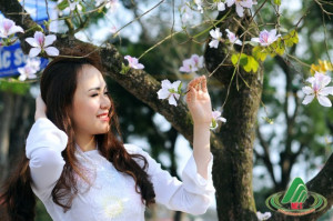 Những 'mùa hoa' ban trắng đẹp nhất Việt Nam