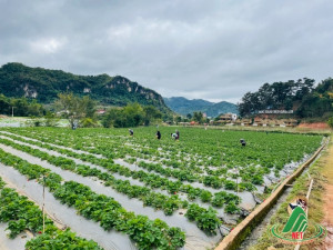 Review trang trại dâu tây Mộc Châu: Huy Béo Farm