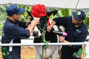 Hội thi hoa hậu bò sữa Mộc Châu 2023 thành công tốt đẹp