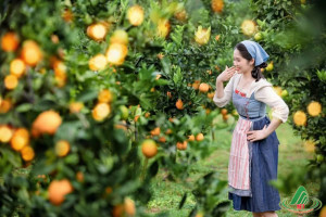 vuon cam na ka moc chau (3)