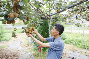 Nho sữa Mộc Châu, Kiwi Mộc Châu: cây trồng mới trên cao nguyên