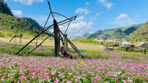 REVIEW Vườn tam giác mạch Lóng Luông Vân Hồ | DU LỊCH MỘC CHÂU tháng 2/2022