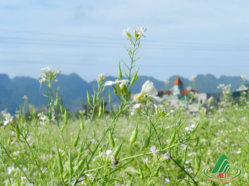 Điểm chụp hoa cải miễn phí ở Mộc Châu 2014-2015