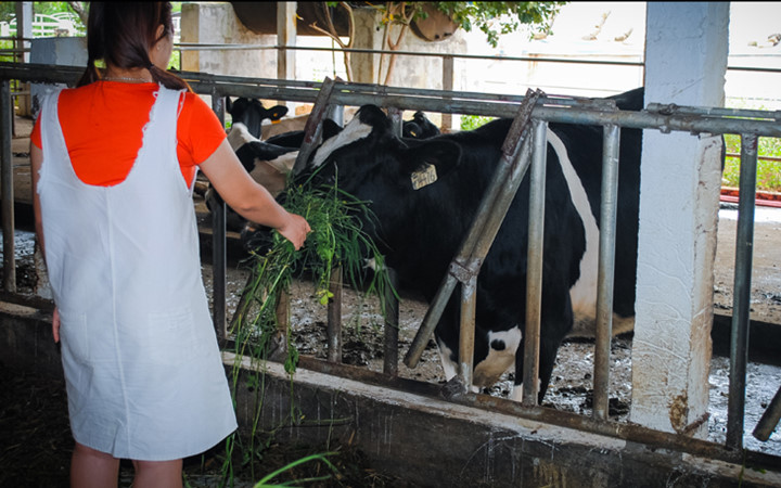 Thăm quan trang trại bò sữa Mộc Châu