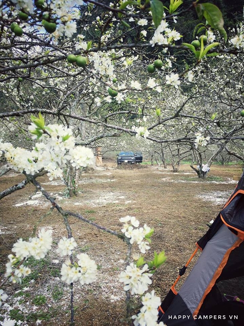 Lên Mộc Châu cắm trại giữa mùa thập lý hoa đào - 3