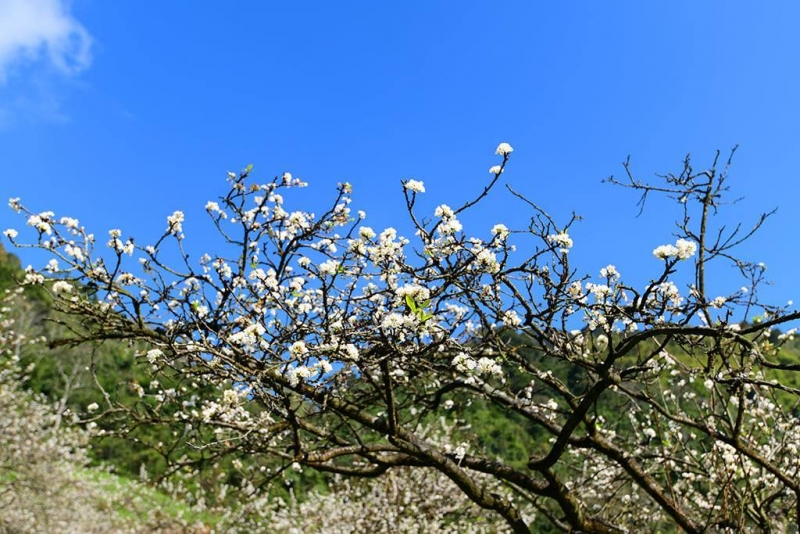 Hoa mận bung nở trắng rừng Mộc Châu, điểm 'check-in' lý tưởng cuối tuần