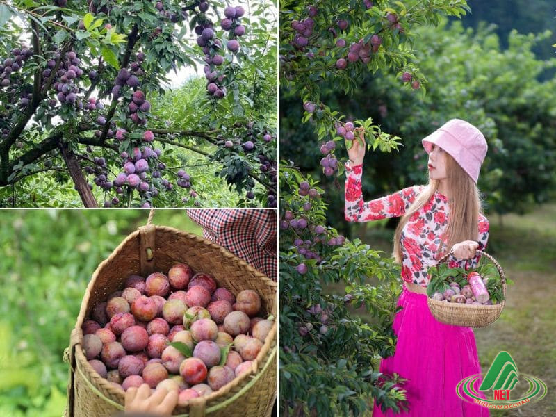 vuon man bich hanh tai thung lung na ka