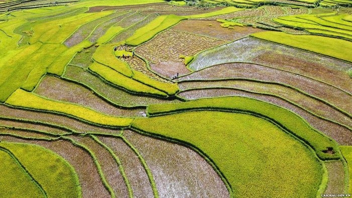 Năng suất lúa hàng năm của huyện Than Uyên luôn đạt bình quân từ 55 – 60 tạ/ha.