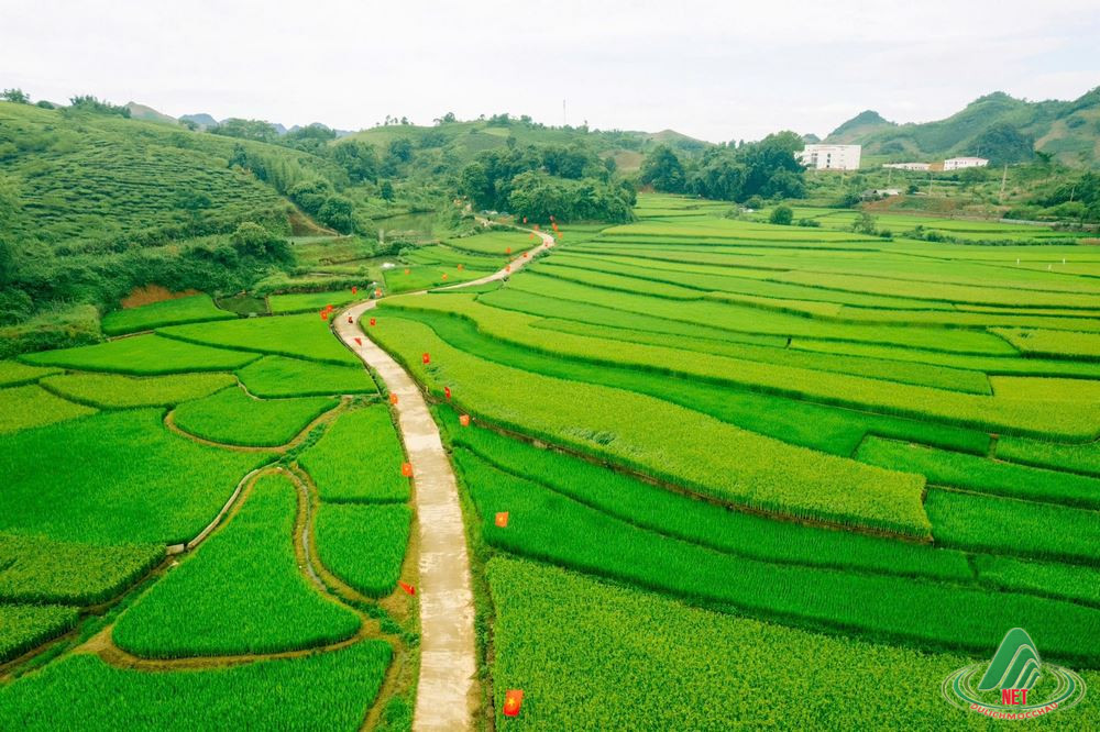 dong lua suoi lin van ho (5)