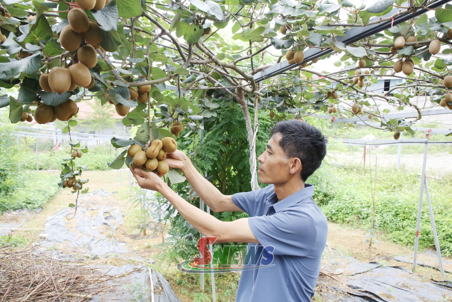 Nho sữa Mộc Châu, Kiwi Mộc Châu: cây trồng mới trên cao nguyên