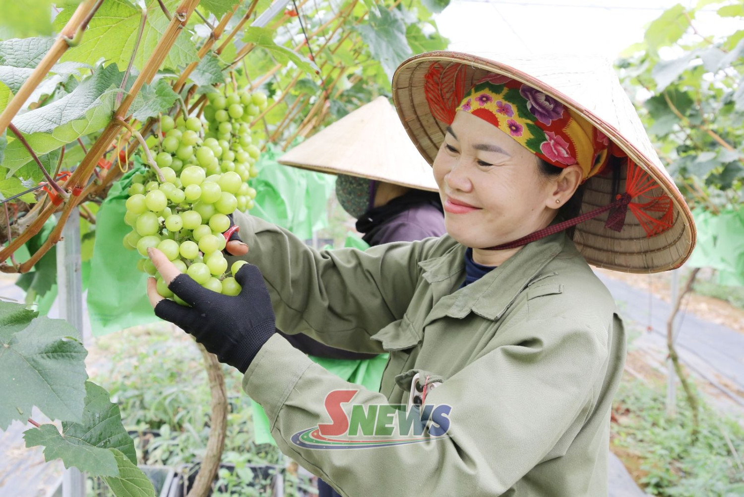 nong dan phuong thao nguyen cham soc cay nho sua han quoc1